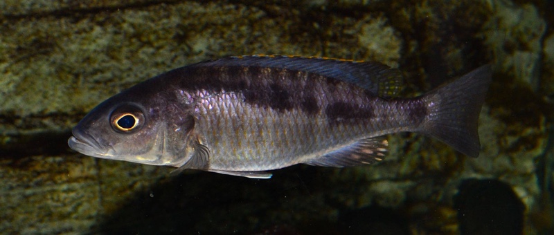 Mylochromis spilostichus 'Makokola Reef'